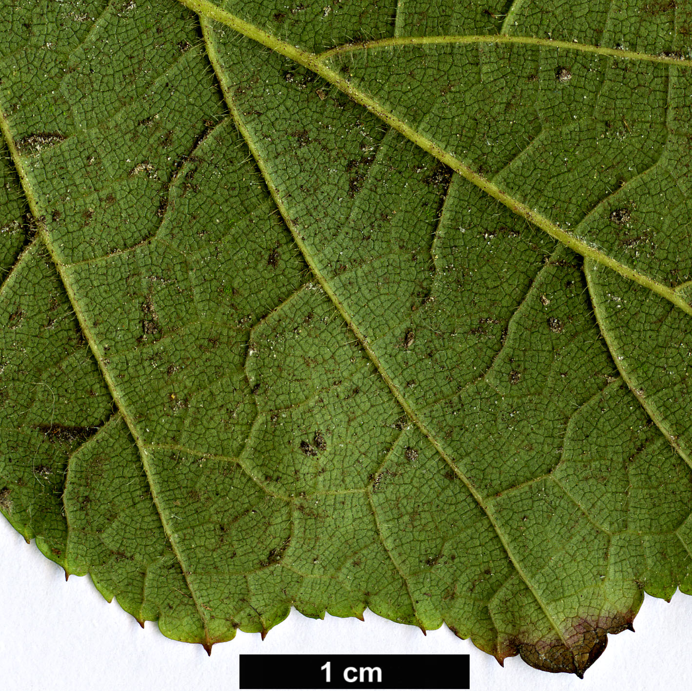 High resolution image: Family: Rosaceae - Genus: Rubus - Taxon: lambertianus - SpeciesSub: var. paykouangensis High resolution image: Family: Rosaceae - Genus: Rubus - Taxon: lambertianus - SpeciesSub: var. paykouangensis